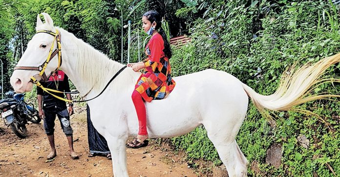 pathanamthitta-abn-farm-horse