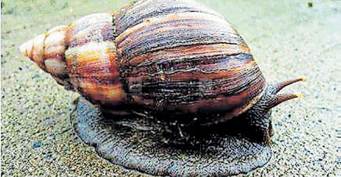 alappuzha-giant-african-snail.jpg.image.845.440