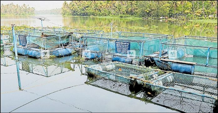 thrissur-sreenarayanapuram-fish-farming.jpg.image.845.440