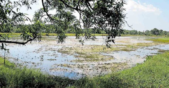 kollam-perumkulam-ela-area.jpg.image.845.440