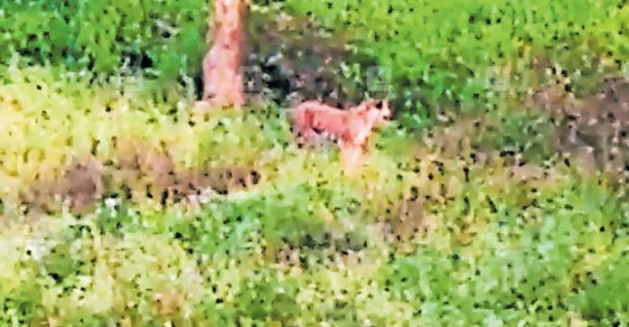 wayanad-tiger-vedio-scenes.jpg.image.845.440