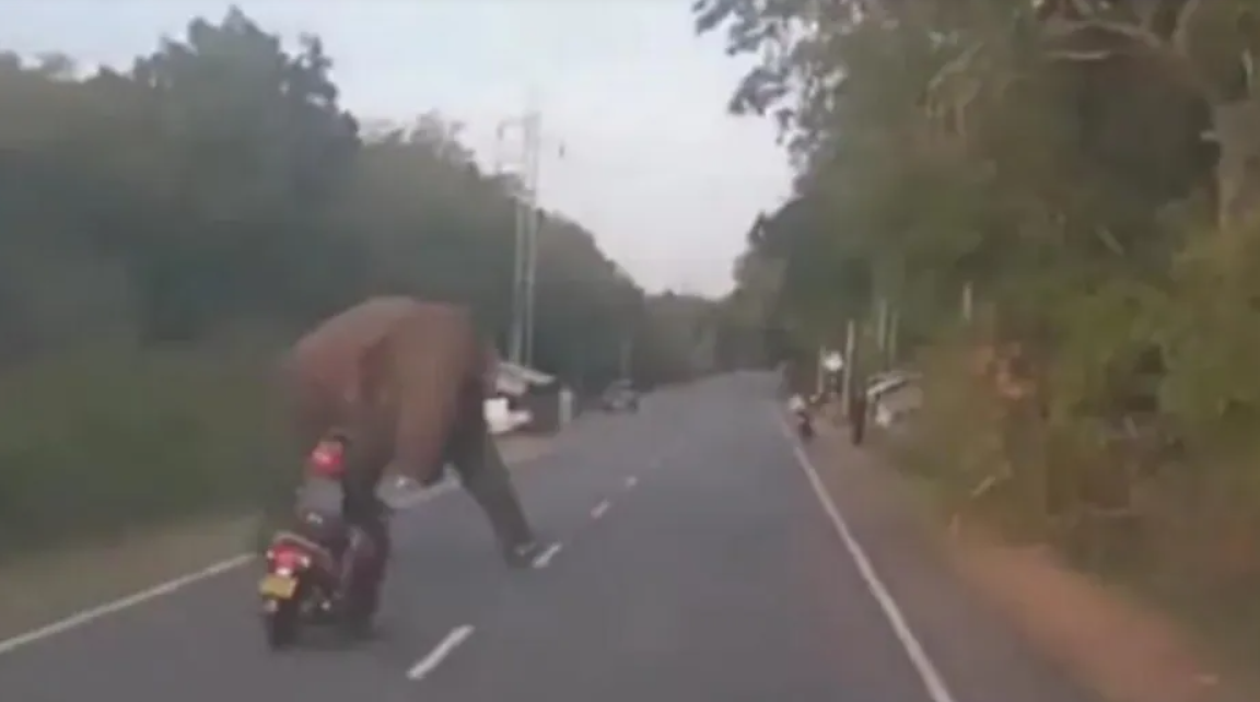 scooter rider almost hits elephant crossing road viral video.jpg