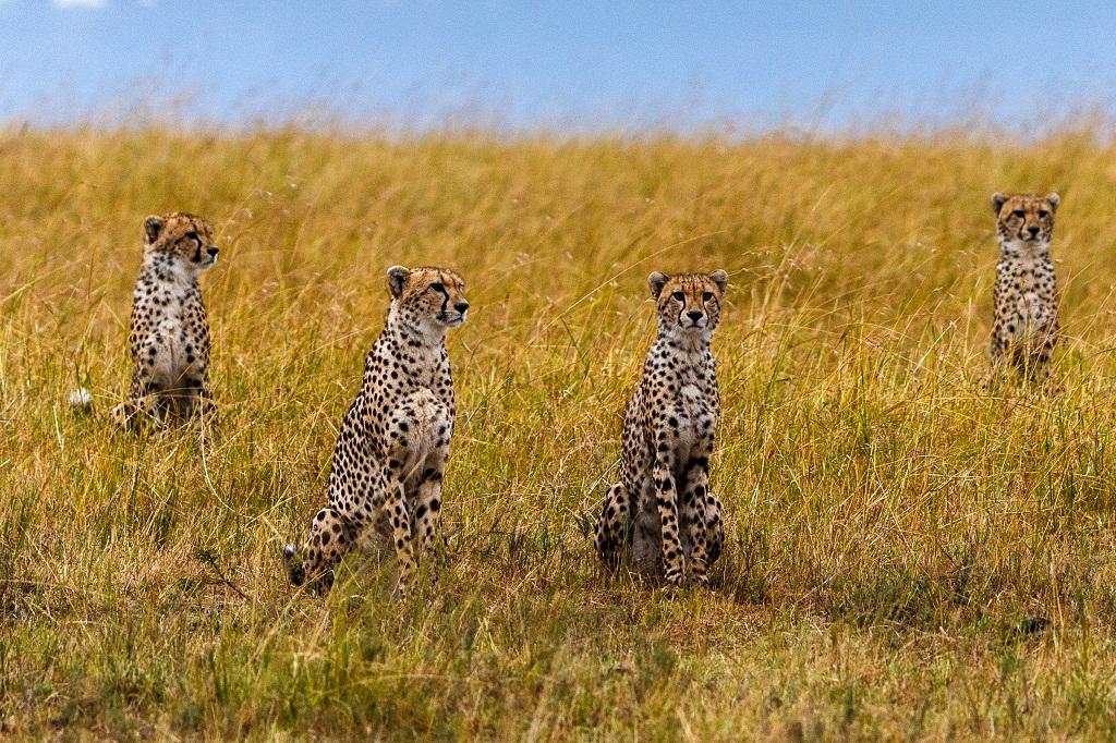 A dozen cheetahs to arrive on February 18