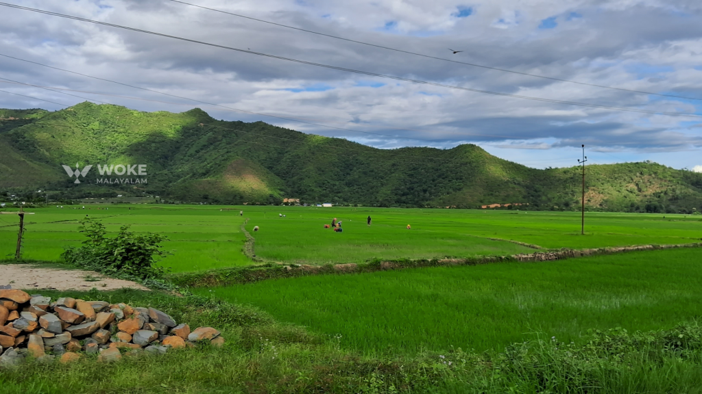paddy field of sigmai manipur