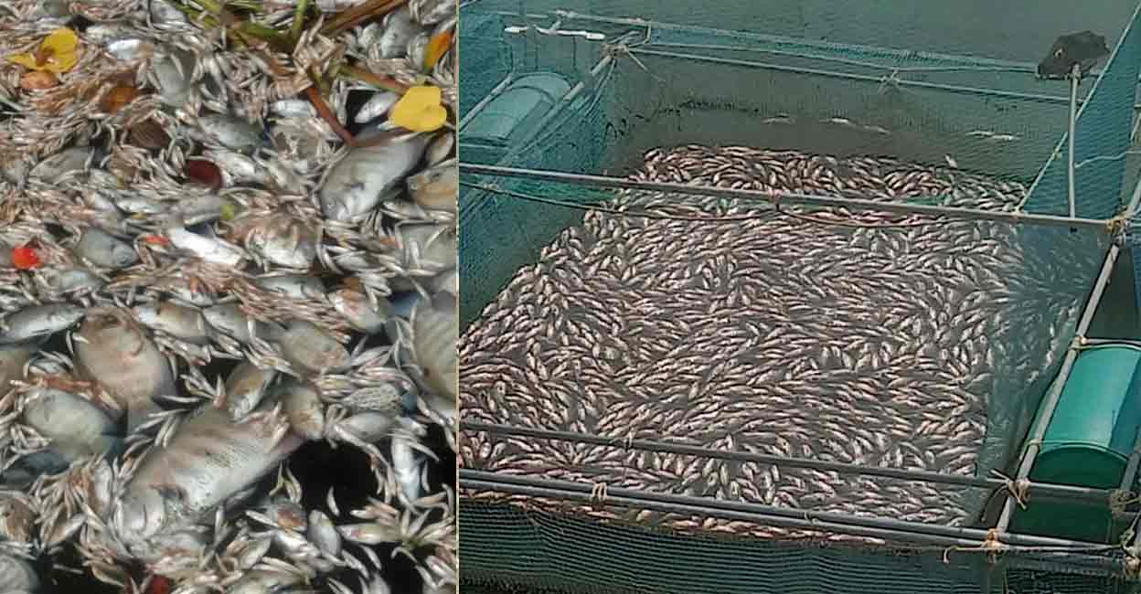 Fish Kill: Losses Over 10 Crores