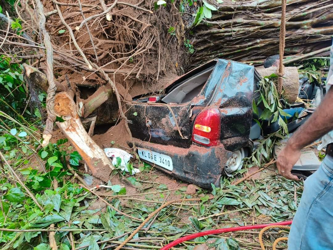 One Dead After Tree Falls on Car in Villanchira, Neriyamangalam